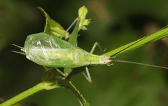 Oecanthus texensis