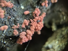 Arcyria insignis
