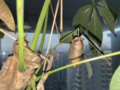 Cryptotympana atrata