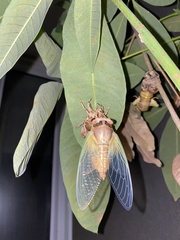 Cryptotympana atrata