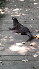 Lutrogale perspicillata