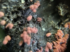 Arcyria insignis