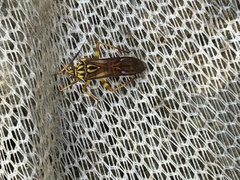 Iridopeplus pellucidipennis