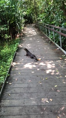 Lutrogale perspicillata