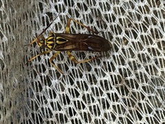 Iridopeplus pellucidipennis