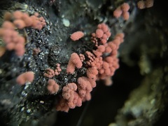 Arcyria insignis