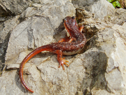 Bay Lycian Salamander, Lyciasalamandra billae