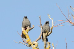 Corvus monedula