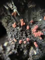 Arcyria insignis