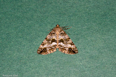 Pseudocoremia lactiflua
