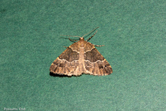 Pseudocoremia pergrata