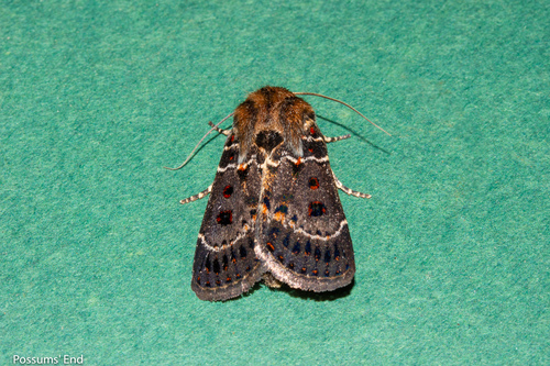 Blood-spotted Noctuid photo 3
