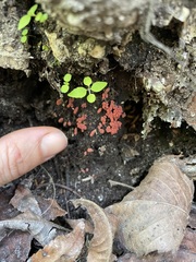 Arcyria insignis
