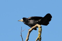 Corvus frugilegus