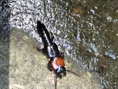 Osoriinae
