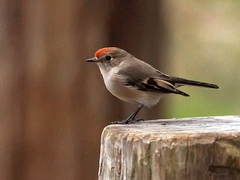 Red-Capped Robin photo 1