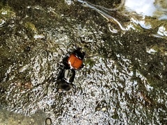 Osoriinae