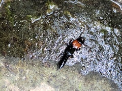 Osoriinae