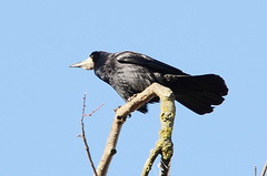 Corvus frugilegus