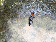 Osoriinae