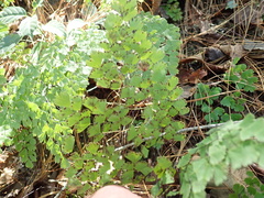 Adiantum andicola