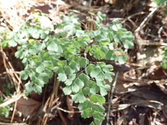 Adiantum andicola