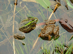 Pelophylax bedriagae