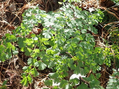 Adiantum andicola
