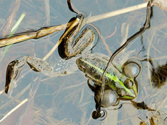 Pelophylax bedriagae