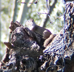 Otospermophilus beecheyi