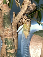 Cryptotympana atrata
