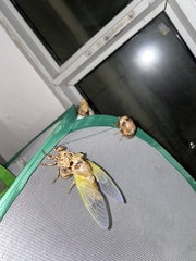 Cryptotympana atrata