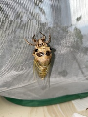 Cryptotympana atrata