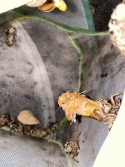 Cryptotympana atrata