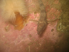 Alligatorfish photo 4