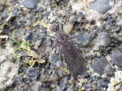 Oedoparena glauca