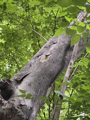 Leptosemia takanonis