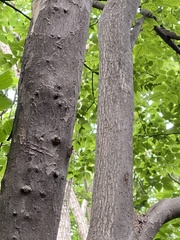 Leptosemia takanonis