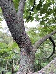 Leptosemia takanonis