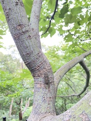 Leptosemia takanonis