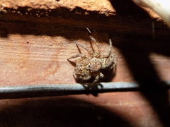 Salticidae