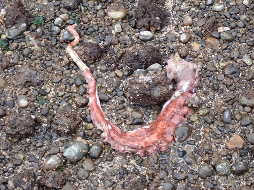 Giant Pacific Octopus photographed in Washington
