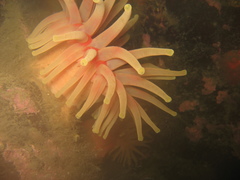 Cribrinopsis similis