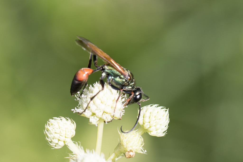 Chlorion hemiprasinum