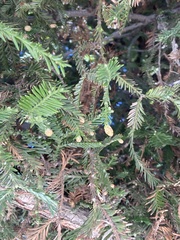 Sequoia sempervirens