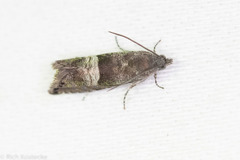 Sereda tautana