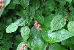 Neillia thibetica