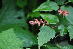 Neillia thibetica