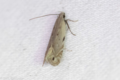 Battaristis nigratomella