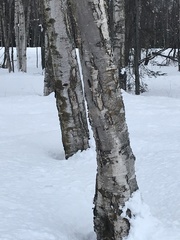 Betula neoalaskana